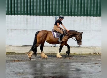 Cob, Merrie, 8 Jaar, 153 cm, Bruin
