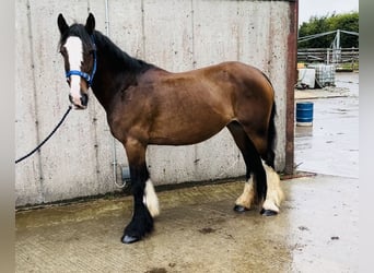 Cob, Merrie, 8 Jaar, 153 cm, Bruin