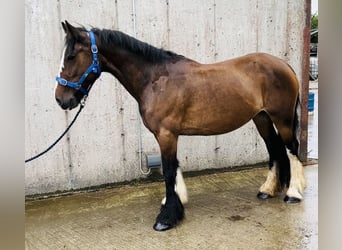 Cob, Merrie, 8 Jaar, 153 cm, Bruin