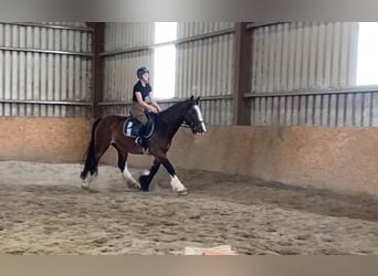 Cob, Merrie, 8 Jaar, 153 cm, Bruin