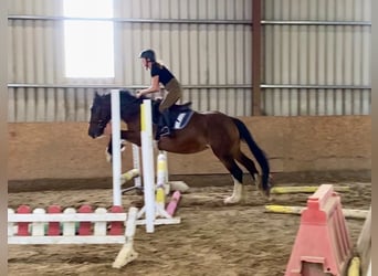 Cob, Merrie, 8 Jaar, 153 cm, Bruin