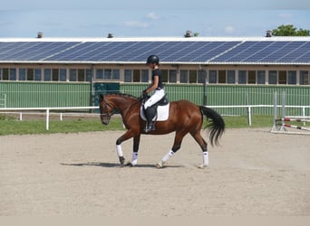 Cob, Merrie, 8 Jaar, 156 cm, Bruin