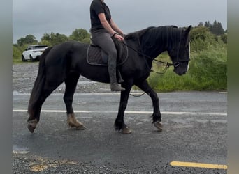 Cob, Merrie, 8 Jaar, 156 cm, Zwart