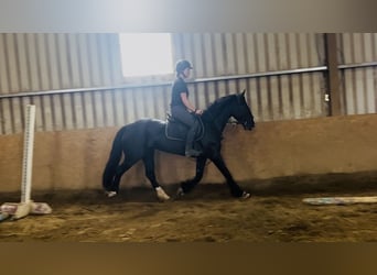 Cob, Merrie, 8 Jaar, 156 cm, Zwart