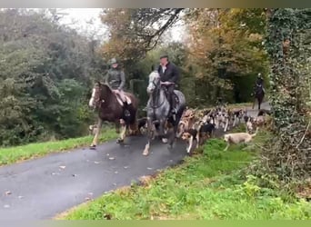 Cob, Merrie, 8 Jaar, 157 cm, Donkere-vos