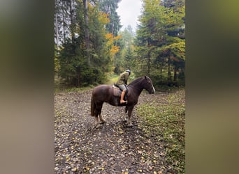 Cob, Merrie, 8 Jaar, 157 cm, Donkere-vos