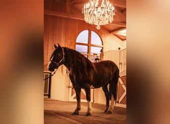 Cob, Merrie, 8 Jaar, 157 cm, Donkere-vos