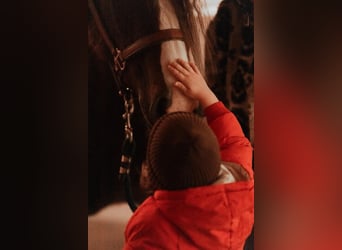 Cob, Merrie, 8 Jaar, 157 cm, Donkere-vos