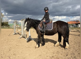 Cob, Merrie, 9 Jaar, 134 cm, Zwart