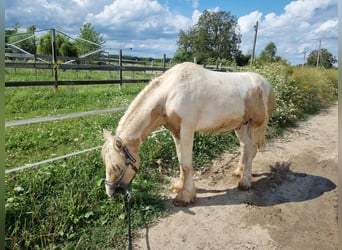 Cob, Ogier, 3 lat, 138 cm, Izabelowata