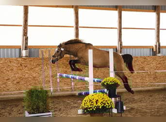 Cob, Ogier, 3 lat, 144 cm, Jelenia