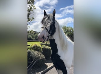 Cob, Ogier, 5 lat, 170 cm, Srokata