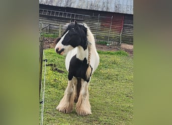 Cob, Ruin, 12 Jaar, 128 cm
