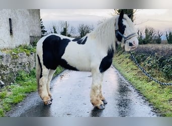 Cob, Ruin, 12 Jaar, 148 cm, Gevlekt-paard