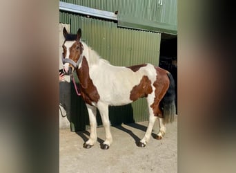 Cob, Ruin, 12 Jaar, 155 cm, Gevlekt-paard