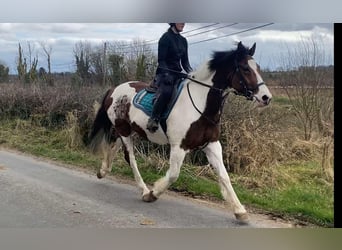 Cob, Ruin, 12 Jaar, 155 cm, Gevlekt-paard