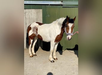 Cob, Ruin, 12 Jaar, 155 cm, Gevlekt-paard