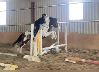 Cob, Ruin, 12 Jaar, 155 cm, Gevlekt-paard