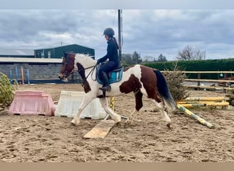 Cob, Ruin, 12 Jaar, 155 cm, Gevlekt-paard
