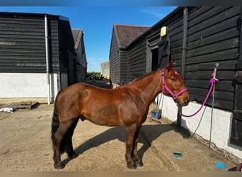 Cob, Ruin, 13 Jaar, 132 cm, Donkere-vos