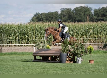 Cob Mix, Ruin, 13 Jaar, 144 cm, Vos