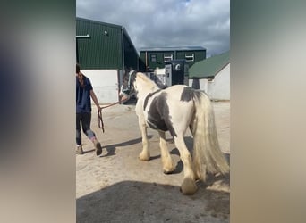 Cob, Ruin, 14 Jaar, 136 cm, Gevlekt-paard