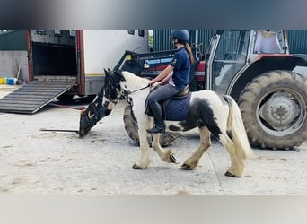 Cob, Ruin, 14 Jaar, 136 cm, Gevlekt-paard