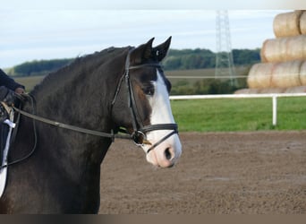 Cob, Ruin, 14 Jaar, 155 cm, Zwart