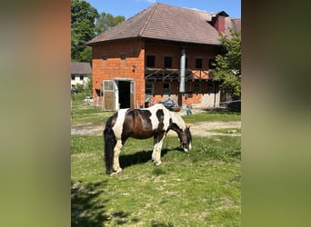 Cob, Ruin, 14 Jaar, 168 cm, Tobiano-alle-kleuren