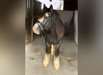 Cob, Ruin, 2 Jaar, 142 cm, Brown Falb schimmel