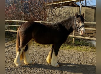Cob, Ruin, 3 Jaar, 142 cm, Brown Falb schimmel