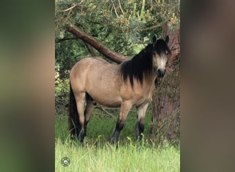 Cob, Ruin, 3 Jaar, 148 cm, Buckskin