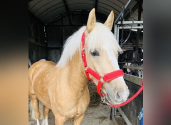 Cob, Ruin, 4 Jaar, 133 cm, Palomino