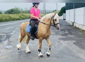 Cob, Ruin, 4 Jaar, 133 cm, Palomino