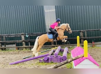 Cob, Ruin, 4 Jaar, 133 cm, Palomino