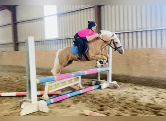 Cob, Ruin, 4 Jaar, 133 cm, Palomino