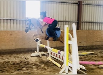 Cob, Ruin, 4 Jaar, 133 cm, Palomino