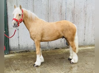 Cob, Ruin, 4 Jaar, 133 cm, Palomino