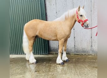 Cob, Ruin, 4 Jaar, 133 cm, Palomino