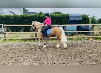 Cob, Ruin, 4 Jaar, 133 cm, Palomino