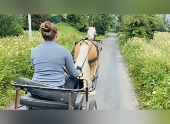 Cob, Ruin, 4 Jaar, 133 cm, Palomino