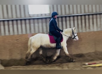 Cob, Ruin, 4 Jaar, 138 cm, Appaloosa