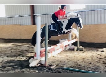 Cob, Ruin, 4 Jaar, 140 cm, Gevlekt-paard
