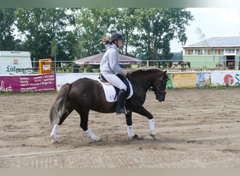 Cob, Ruin, 4 Jaar, 142 cm, Donkere-vos