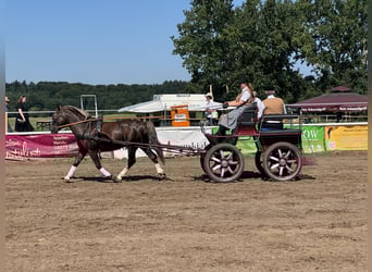 Cob, Ruin, 4 Jaar, 142 cm, Donkere-vos