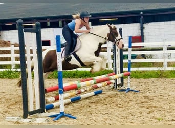 Cob, Ruin, 4 Jaar, 142 cm, Gevlekt-paard