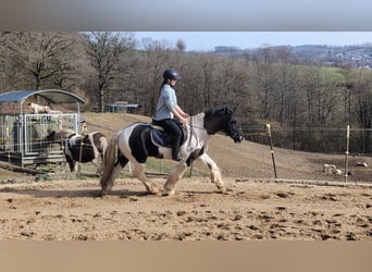 Cob Mix, Ruin, 4 Jaar, 143 cm, Gevlekt-paard