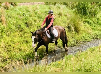 Cob, Ruin, 4 Jaar, 148 cm, Bruin