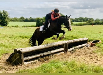 Cob, Ruin, 4 Jaar, 148 cm, Bruin