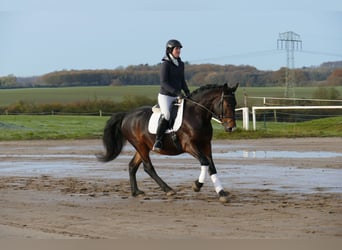 Cob, Ruin, 4 Jaar, 152 cm, Donkerbruin